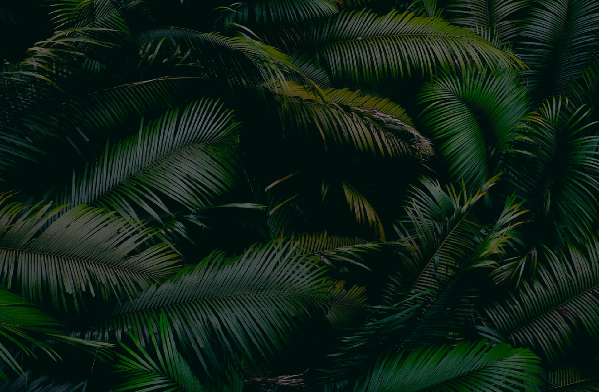 Palm Background